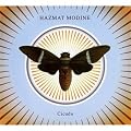Cicada