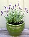 Lavender Seeds - French Perfume (Perennial)