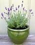Lavender Seeds - French Perfume (Perennial)