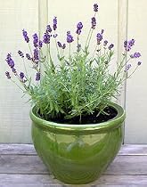 Lavender Seeds - French Perfume (Perennial)