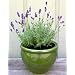 Lavender Seeds - French Perfume (Perennial)