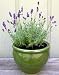 Lavender Seeds - French Perfume (Perennial)