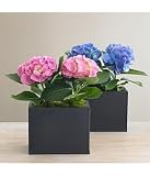 blue hydrangea in zinc vessel - Shipping $9.99