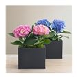 Flowers and Plants: Hydrangea in Zinc Vessel