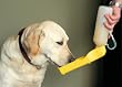 Handi-Drink Dog Water Bottle- 17 Oz - The Portable, Spill-proof Way to Keep Pets Hydrated, Color may vary