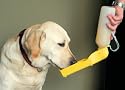Dog Water Bottle - Handi Drink 17 oz. - The Portable, Spill-Proof Way to Keep Pets Hydrated