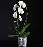 Autograph Single Cascade Orchid Bouquet