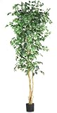 7 &acute; Ficus Silk Tree - B001DQAZYQ