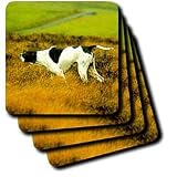 Dogs The Pointer - The Pointer Dog - Coasters