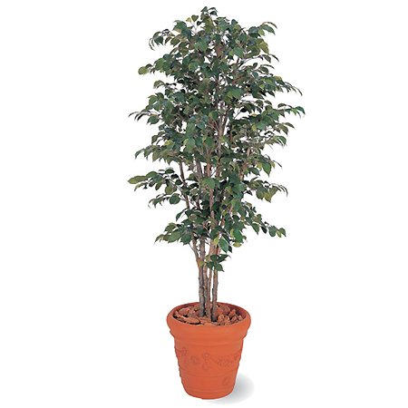 【人工植物】ベンジャミンナチュラル 1.8m