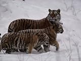 Siberian Tigers (Panthera Tigris Altaica) in the Snow Premium Photographic Poster Print by Michael Nichols, 30x40 Siberian Tigers (Panthera Tigris Altaica) in the Snow Premium Photographic Poster Print by Michael Nichols, 30x40