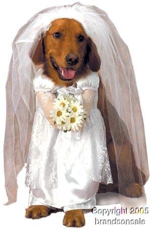 Pet Bride Dog Halloween Costume For Large Dogs 