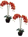 phalaenopsis pots-Two 32