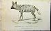 1825 NATURAL HISTORY PRINT HYAENA DOG WHITTAKER ANIMAL