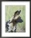 African Wild Dog (Lycaon Pictus), Pilanesberg National Park, South Africa, Africa Animals Framed Art Poster Print by James Hager, 18x22