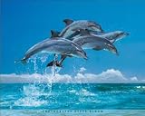 (16x20) Steve Bloom (Four Dolphins) Art Poster Print