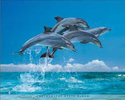 (16x20) Steve Bloom (Four Dolphins) Art Poster Print