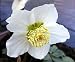 Christmas Rose (Very Rare) - Helleborus Niger - 10 Seeds + *Free Seeds*