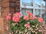 Outdoor Living : HANGING BASKET WATERING SYSTEM - STARTER KIT