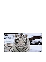 OVVIO Lienzo Tiger