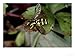 Hoverfly at Rest on Leaf, Middlesex, UK Art Photographic Poster Print by O'toole Peter, 16x12