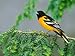 Male Baltimore Oriole Photographic Poster Print by Adam Jones, 42x56