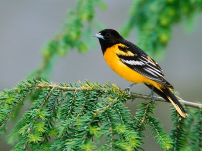 Male Baltimore Oriole Photographic Poster Print by Adam Jones, 36x48