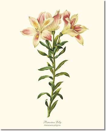 Vintage Botanical Flower Art Print: Lily, Peruvian (Redoute) 8x10 Print Alstroemeria pelegrina