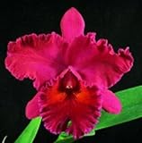 Teenager Cattleya type orchid Collection (5 plants in 4 pots)