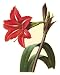 Wall Hugs Vintage Red Amaryllis Flower Wall Decal