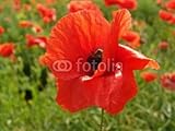 IMAGE OF Wallmonkeys Peel and Stick Wall Decals - Poppy - 60