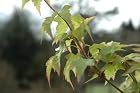 Acer Palmatum Sagara Nishiki - Japanese Maple Tree - Pot Size #1 Gal.