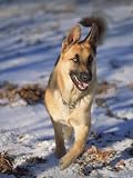 German Shepherd in Snow Photographic Poster Print by Peggy Koyle, 12x16