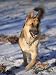 German Shepherd in Snow Photographic Poster Print by Peggy Koyle, 24x32