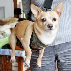 puppy carry harness