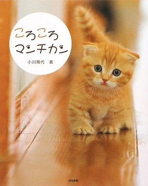 ころころマンチカン