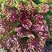 Organic - Four Seasons Lettuce Seeds