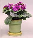 Violet in Decorative Pot - 8.5" - Violet Color