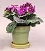Violet in Decorative Pot - 8.5 - Violet Color