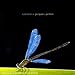 Jacques pellen, Eph�m�ra