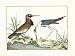 Brisson Waterbirds I - Art Print Poster 24 x 18