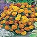 Marigold - French Boy-O-Boy Mix