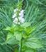Mint Plants (Mentha), Herbs for Botany or Home Garden Landscaping