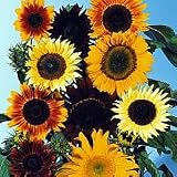 Mixed Sunflowers - 50 Seeds, 1.5 g - Helianthus