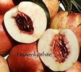 Heavenly White Nectarine Tree Five Gallon