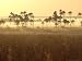 Cerrado Vegetation, Mauritia Vinifera, Emas National Park, Brazil Photographic Poster...