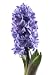 Purple Hyacinth Isolated on White - Seasonal Flower - 60