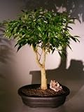 Bonsai Boy's Oriental Ficus Bonsai Tree ficus orientalis Bonsai Boy's Oriental Ficus Bonsai Tree ficus orientalis