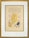 Hoefnagel 1 - Yellow Tulip