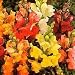 Antirrhinum Dwarf